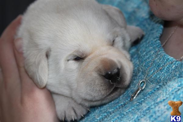 Puppies in MN